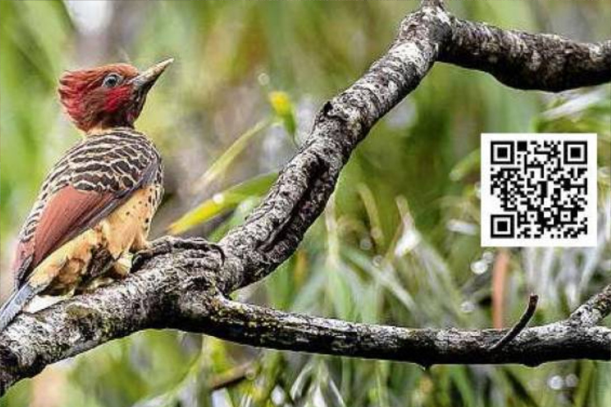 La biblioteca digital de aves de Colombia