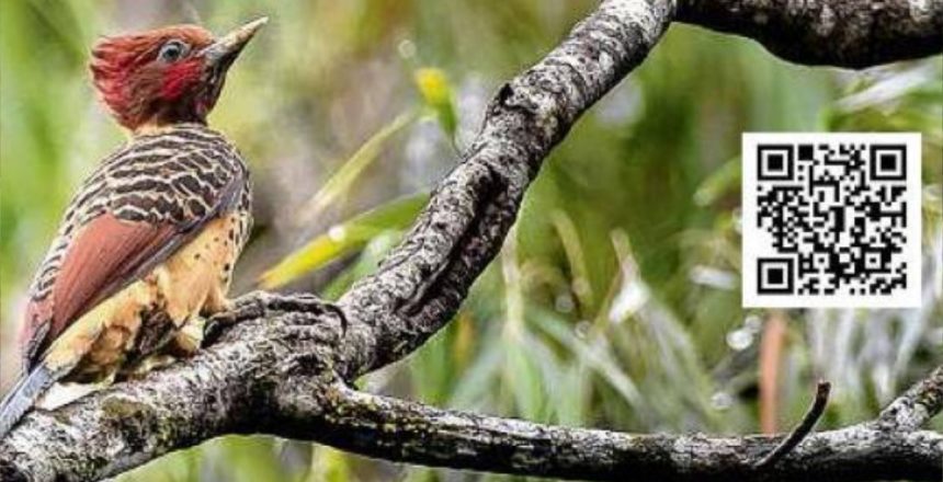 La Biblioteca Digital De Aves De Colombia